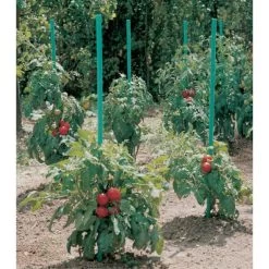 Plantensteun Voor Tomaten Met Waterreserve - 180 Cm