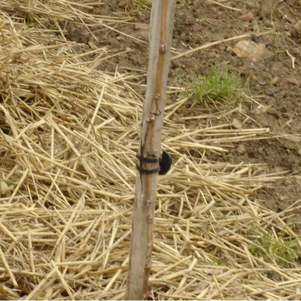 Vigne-fix 11 Cm Plantenbinder - 500 G - Afbeelding 2