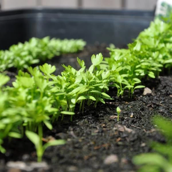 Zaaibak Zwart 57 × 42 × 8 Cm - Afbeelding 5